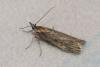 Epischnia ampliatella